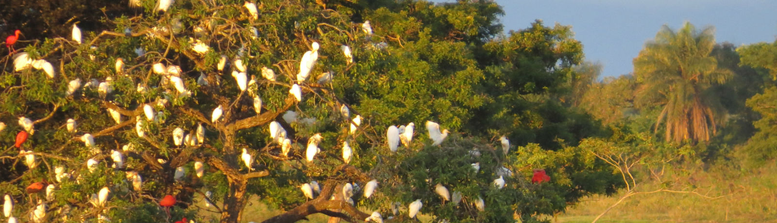 Caminata ecológica guiada por los senderos del llano