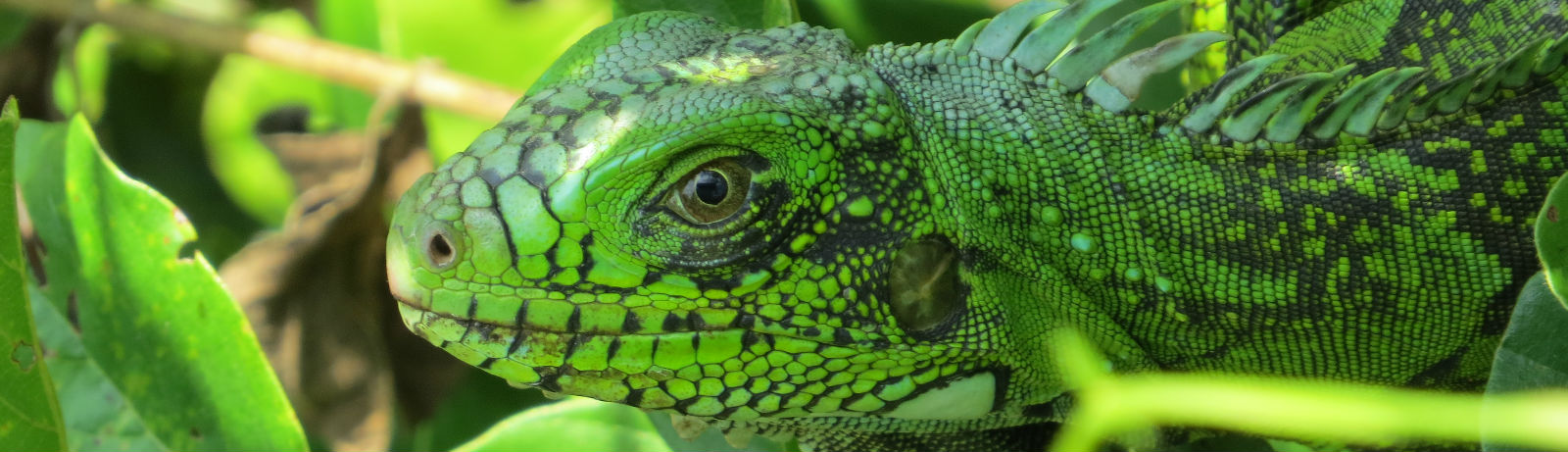 Iguana verde entre la vegetación de la reserva