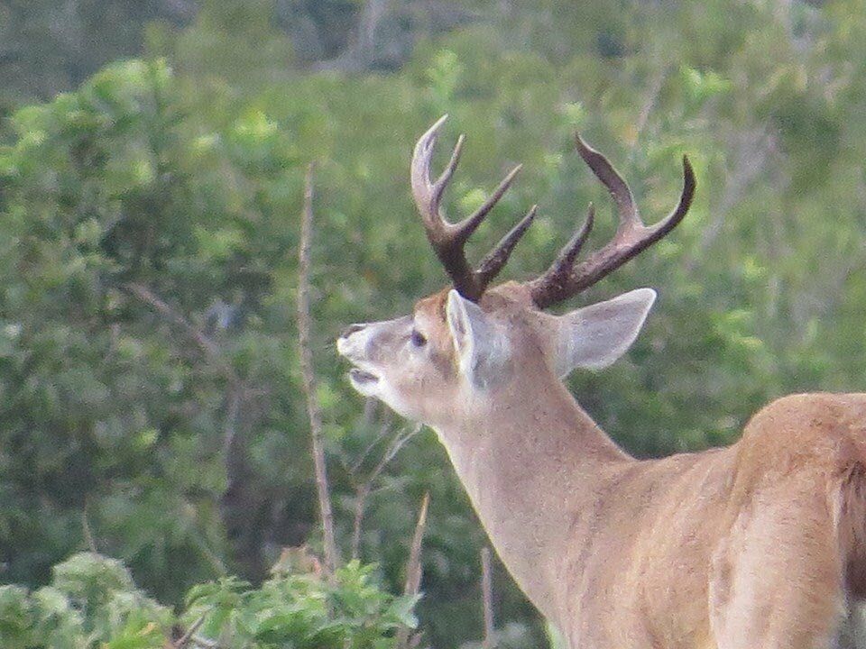 Venado coliblanco en la sabana de Casanare