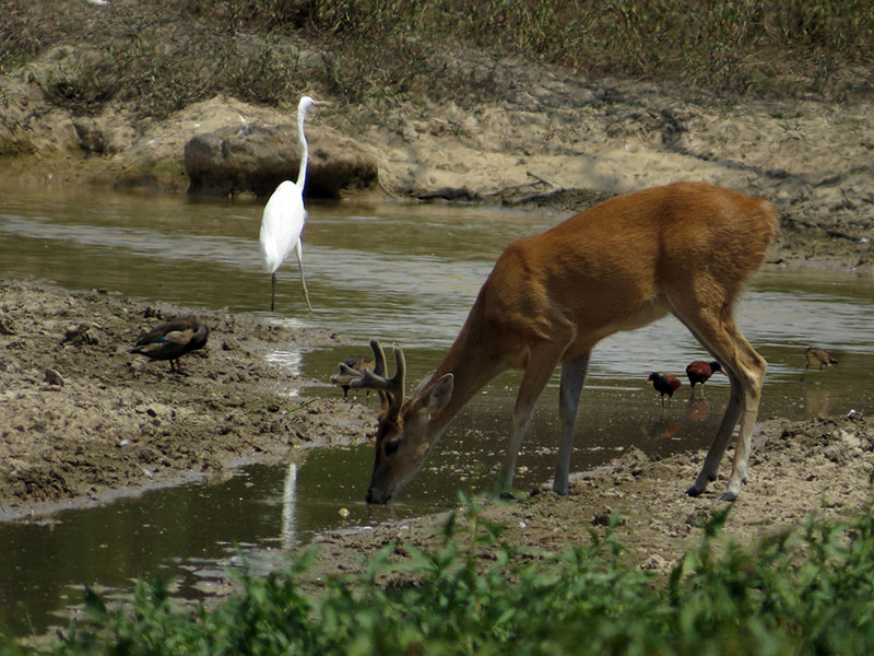 Caminatas Guiadas — Juan Solito Ecolodge, Casanare